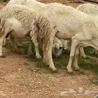 حريات البيع
