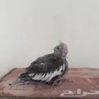 فروخ كروان غر( تم البيع )