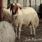 فحل نعيم ثني