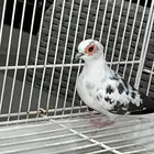 ذكر يمام ابرق حجم جامبو