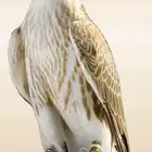 صقور لإيجار