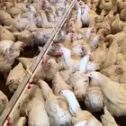 متوفر ديوك لاحم اعمار صغيره اوزان طيبه