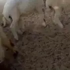 خروف 4 شهور ونص فل على شعير وبرسيم