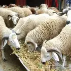 طبيب بيطري