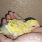 روز غر تم البيع