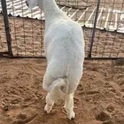 ابو عبدالله لبيع الذبايح