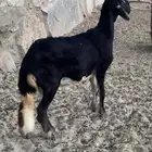 مشاريع فحول درمانية