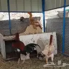 مطلوب دجاج