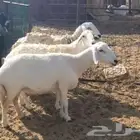 6 نعاج حريات طيبات