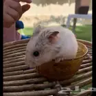 هامستر روسي للبيع