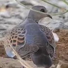 سماان وقمري للبيع خدج وليس صيد