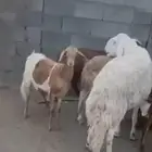 بيع خروف فحل وضان سواكن