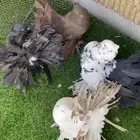 زوج وقاص هندي مع انتاجه