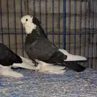 جوز صفاق