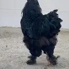 صوص براهما اسود صك