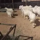 حريات للبيع