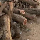 حطب سمر صافي خشب درجه واحد