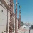 نخيل واشنطونيا