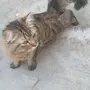 اللي يعرف سريعا لطفا.