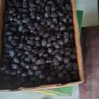 تمر عجوة