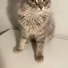 قطوه لتبني