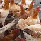 دجاج بلدي بيض