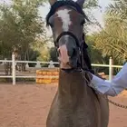 مهرتين واهو