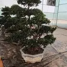 شجرت الا فايكس ميكروكاربابونساي