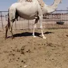 للبع لقحه لها حوالى عشر شهور بإلقاح