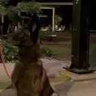 للبيع كلب مالينو