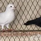 للبيع حمام قلابي