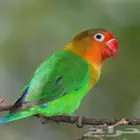 عصافير فيشر