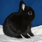 ارنب نذرلاند قزمي - اسود