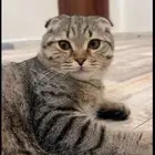 قطط للتبني