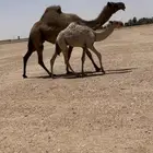للبيع العشرا