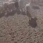 للبيع غنم حريات