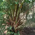 فسايل نخل صقعي مجدول برحي سكري خضري خلاص