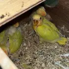 ثلاثة فروخ عمرهم اقل من شهر