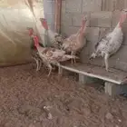 دجاج رومي