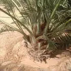 جثايث سكري نخل القصيم نخيل القصيم صقعي مجدول عجوه ونانه لبان