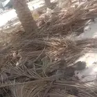 جريد نخل