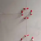 مبلط عالم