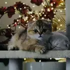قط سكوتش فولد اناث