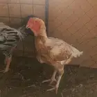 ديك ودجاجه فارسي بياضه