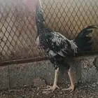 ديكين باكستاني سندي