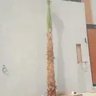 نخيل وشنطني ممتاز توصيل وزراعه