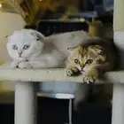 قط سكوتش فولد اناث