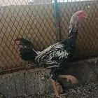 ديوك باكستاني سندي