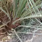 يوجد لدينا جثايث نقايل وانواع الفراخه