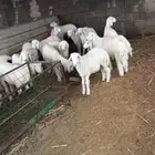 طليان ورخال